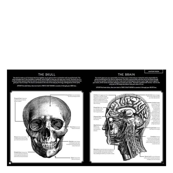 Illumanatomy